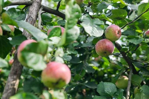 Close-up of a cluster of apples hanging from a tree branch. The apples are a  Stock Photos
