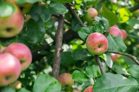Close-up of a cluster of apples hanging from a tree branch. The apples are a  Stock Photos