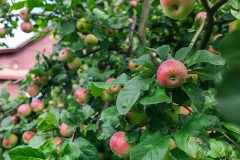 Close-up of a cluster of apples hanging from a tree branch. The apples are a  Stock Photos
