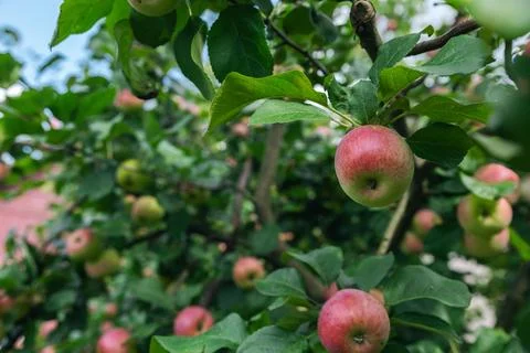 Close-up of a cluster of apples hanging from a tree branch. The apples are a  Stock Photos