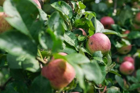 Close-up of a cluster of apples hanging from a tree branch. The apples are a  Stock Photos