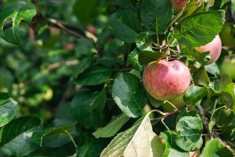Close-up of a cluster of apples hanging from a tree branch. The apples are a  Stock Photos
