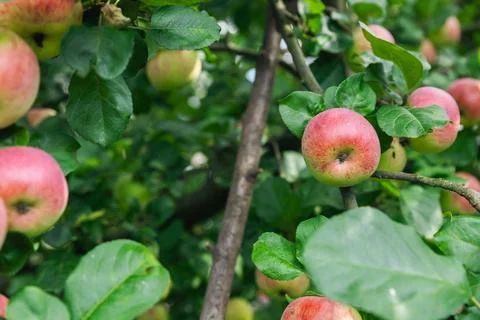 Close-up of a cluster of apples hanging from a tree branch. The apples are a  Stock Photos