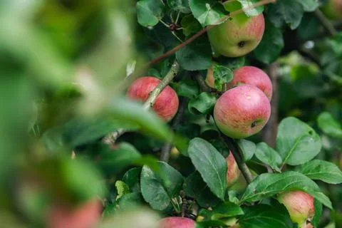 Close-up of a cluster of apples hanging from a tree branch. The apples are a  Stock Photos