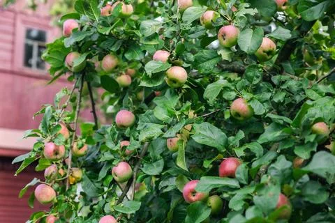 Close-up of a cluster of apples hanging from a tree branch. The apples are a  Stock Photos