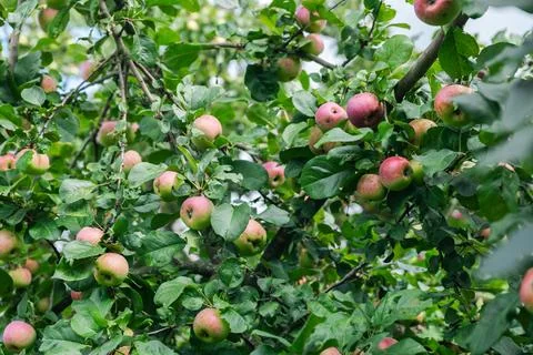 Close-up of a cluster of apples hanging from a tree branch. The apples are a  Stock Photos