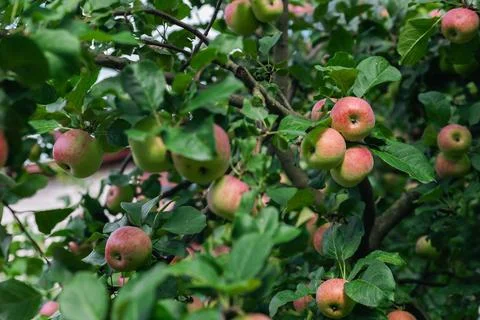 Close-up of a cluster of apples hanging from a tree branch. The apples are a  Stock Photos