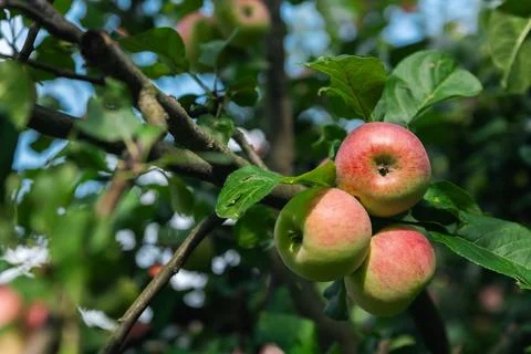 Close-up of a cluster of apples hanging from a tree branch. The apples are a  Stock Photos