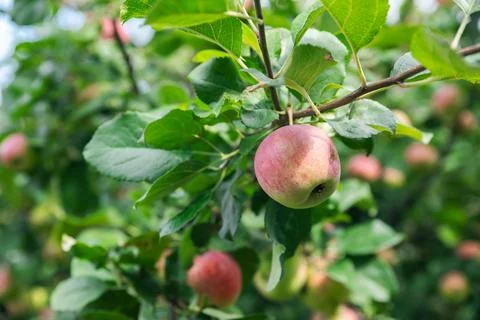 Close-up of a cluster of apples hanging from a tree branch. The apples are a  Stock Photos