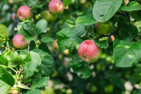 Close-up of a cluster of apples hanging from a tree branch. The apples are a  Stock Photos