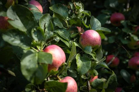 Close-up of a cluster of apples hanging from a tree branch. The apples are a  Stock Photos
