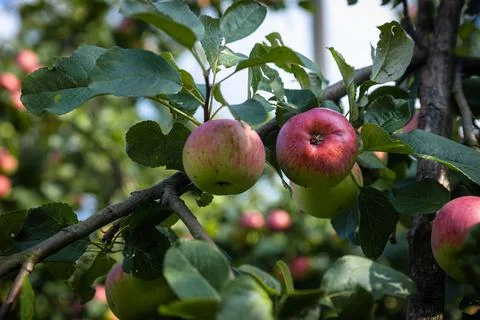 Close-up of a cluster of apples hanging from a tree branch. The apples are a  Stock Photos