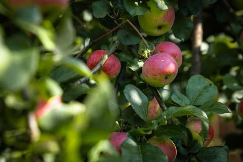 Close-up of a cluster of apples hanging from a tree branch. The apples are a  Stock Photos