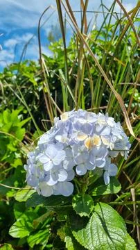 Close cluster of blue hydrangeas Stock Photos