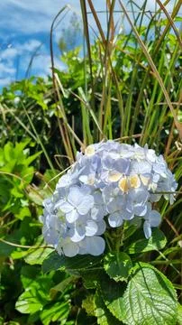 Close cluster of blue hydrangeas Stock-Fotos