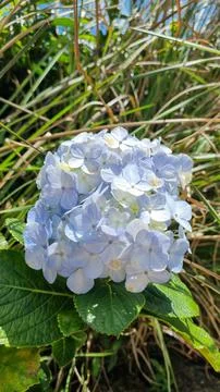 Close cluster of blue hydrangeas Stock Photos