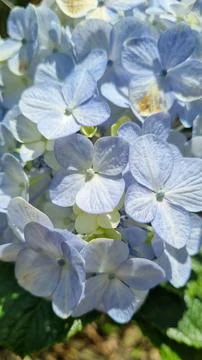 Close cluster of blue hydrangeas Stock Photos