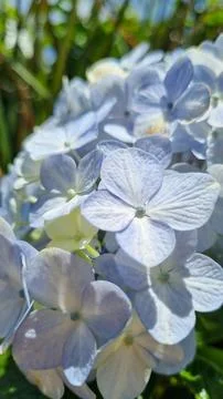 Close cluster of blue hydrangeas Stock Photos