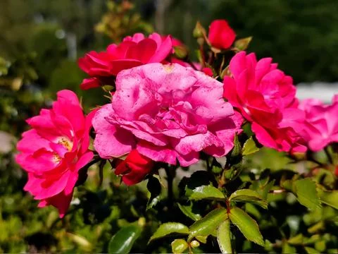 Close-up cluster of bright pink and magenta rose flowers blooming in a garden Stock Photos