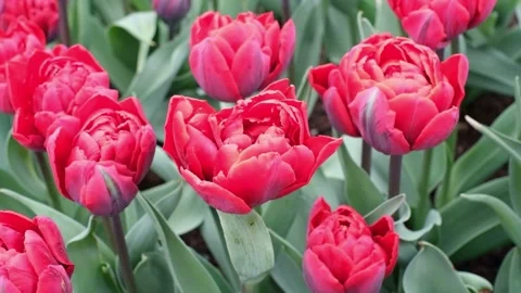 Close-up of a cluster of bright red tulips in full bloom Stock Footage 268334028