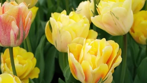Close-up of a cluster of bright yellow tulips in full bloom Stock Footage 268333639