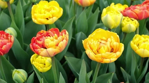 Close-up of a cluster of bright yellow tulips in full bloom Stock Footage 268498481