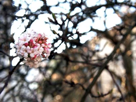 Close-up of a cluster of Culvers root or Fragrant Viburnum (Viburnum farrer.. Stock Photos