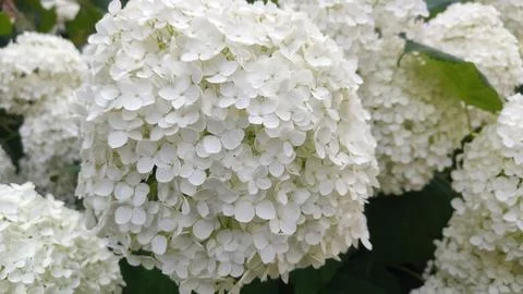 Close-up of a cluster of delicate white hydrangea flowers in full bloom Stock Photos