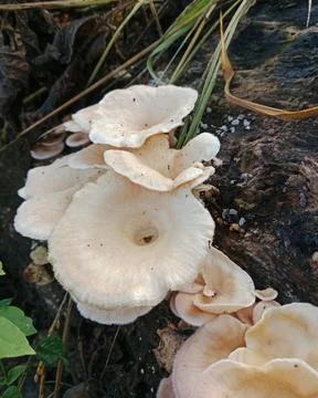 Close-up of a cluster of fan-shaped wild mushrooms on a tree trunk Stock Photos