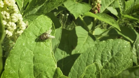 Close-up of a cluster fly (also known as grass fly or attic fly, Pollenia sp.) Stock Footage 317442590