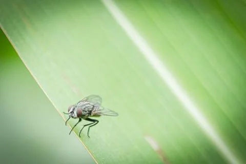 Close Up Of Cluster Fly On Corn Leaf Stock Photos