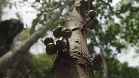 Close up of a cluster of fruit covered with ants on a fig tree in Philippines Stock Footage 240869867