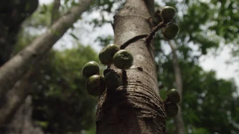 Close up of a cluster of fruit covered with ants on a fig tree in Philippines Stock Footage 240869892