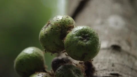 Close up of a cluster of fruit covered with ants on a fig tree in Philippines Stock Footage 240869914