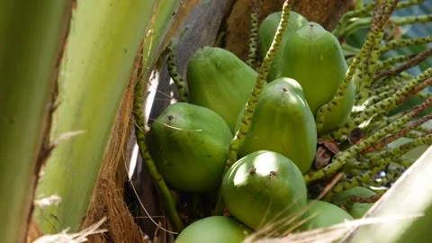 Close-up of a cluster of green unripe coconuts growing on a palm tree in tropica Stock Footage 346043432