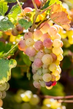 Close-up of a cluster of multi coloured white grapes hanging from a vine with co Stock Photos