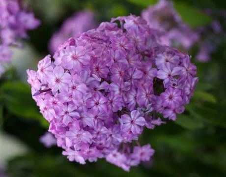A close up of a cluster of pink  phlox. Blooming flowers Stock Photos