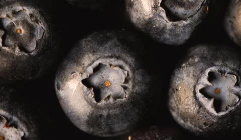 A close-up of a cluster of plump, dark blue blueberries Stock Photos
