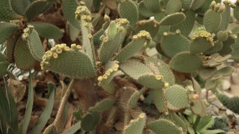 Close-up of a cluster of prickly pear cacti, showcasing their spiky pads and sma Stock Footage 289655588
