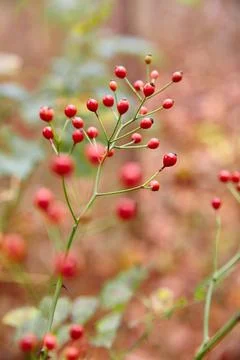 Close up of a cluster of red berries with blurred berries in the foreground in Foto stock