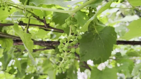 Close-up of a cluster of ripening grapes on a vine in a vineyard. Stock Footage 312198987