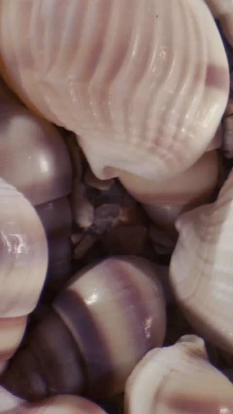 Close-up cluster of small spiral seashells on sandy sediment Stock Footage 336442731
