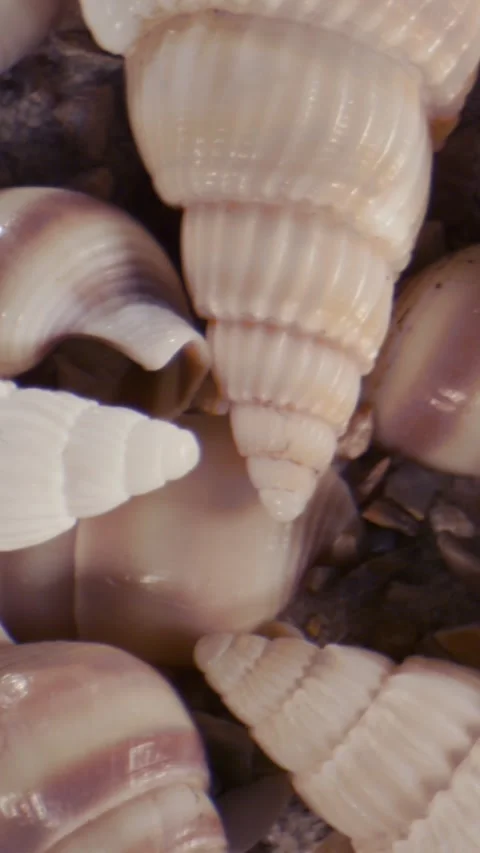 Close-up cluster of small spiral seashells on sandy sediment Stock Footage 336442950