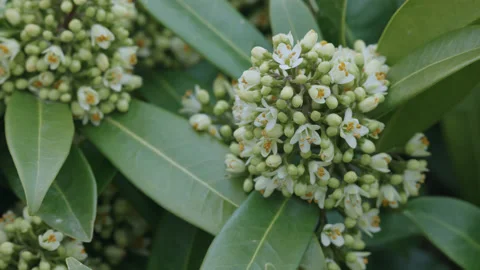 Close up of a cluster of tiny white skimmia flowers and leaves. 4K locked tripod Stock Footage 177060037