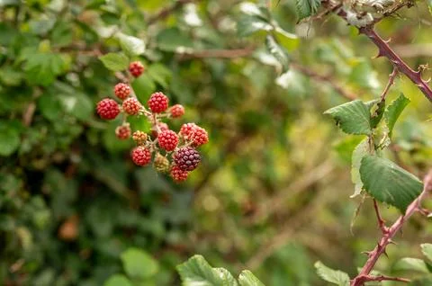 Close-up of cluster of wild blackberries. Stock Photos