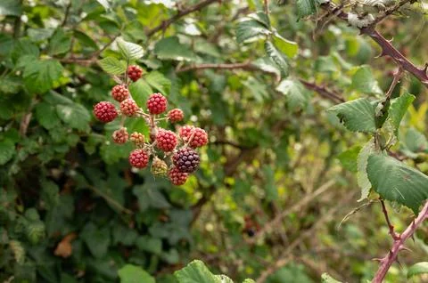 Close-up of cluster of wild blackberries. Stock Photos