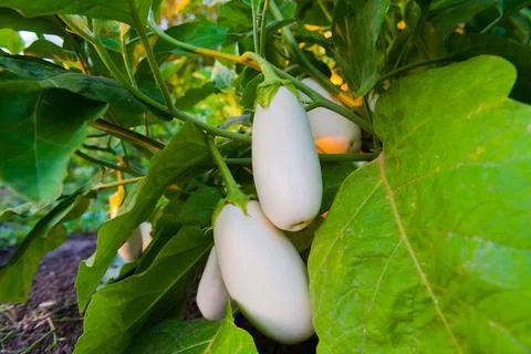 Close up of clustered white eggplants. Stock Photos