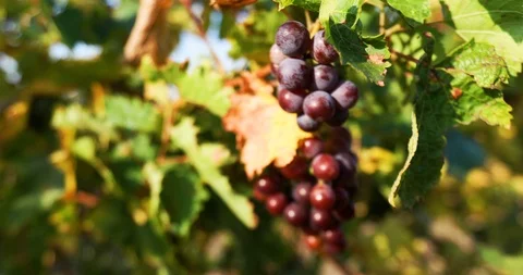 Close-up, clusters of black ripe grapes hanging on the branches Stockbeeldmateriaal 118258505