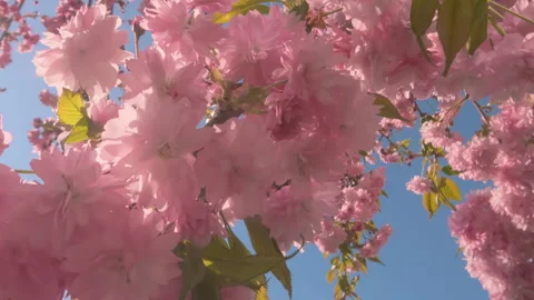 Close-up of clusters with double flowers swaying in wind on Sakura Royal Stock Footage 333516959