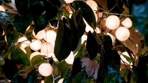 Close up of clusters of globes of light decorating a tree Video stock 107141961